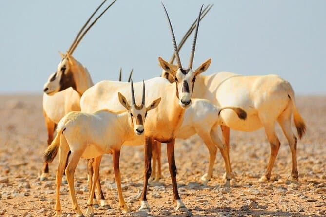 Desert Safari Dubai with Wildlife